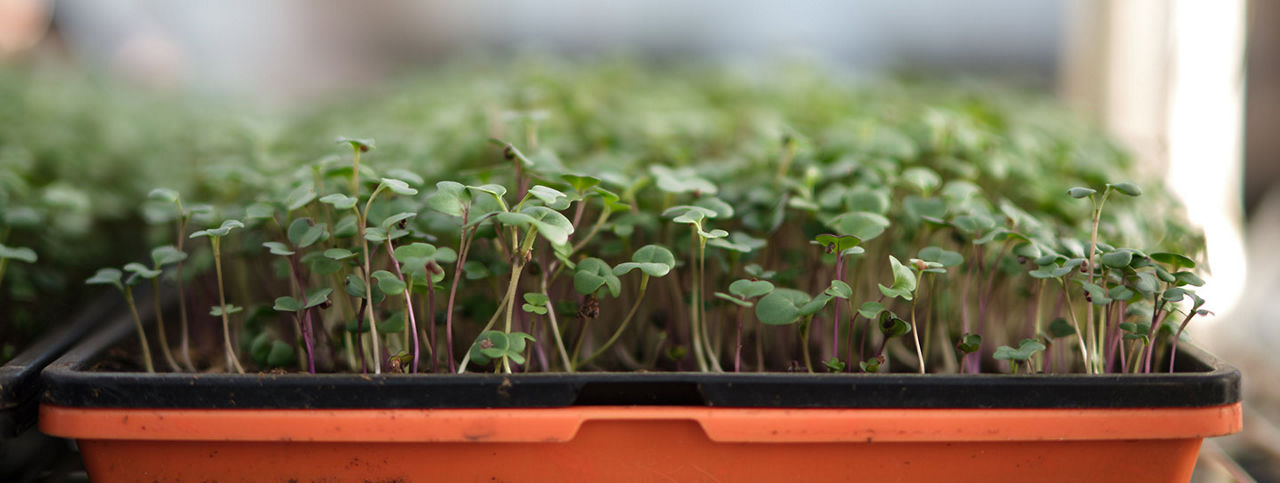 Seedlings